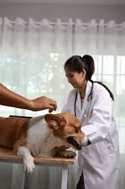 Über BetterPetCare