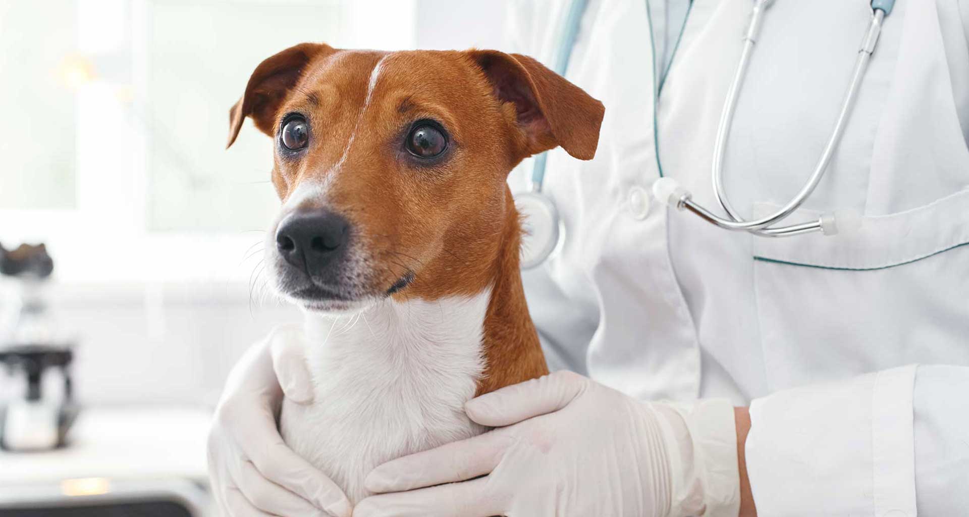 Glücklicher Hund